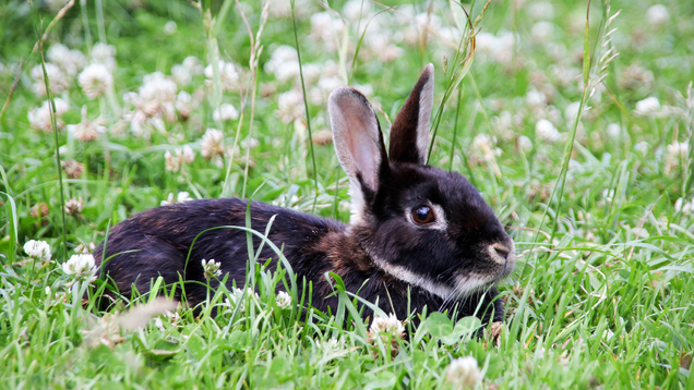 Illustration for article titled 4 Bunnies We Must Pet And 2 Bunnies We Must Eat
